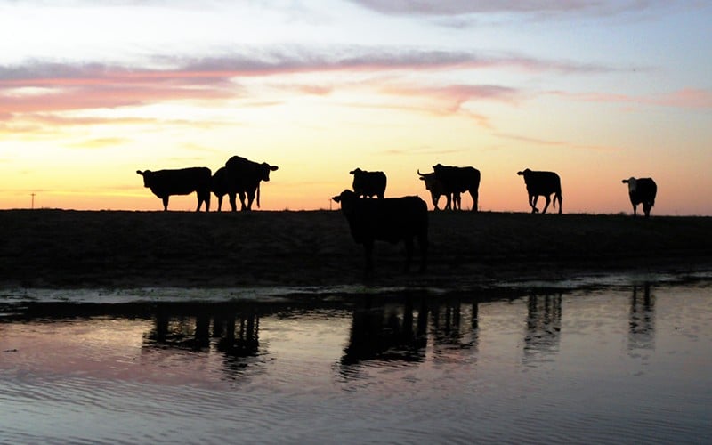 Livestock Tank 1